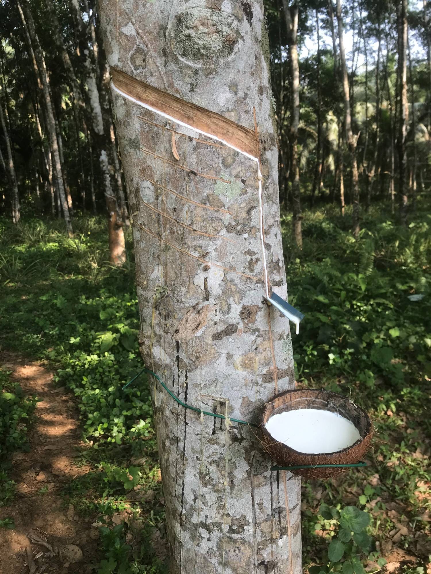 Natural latex, tapped by hand